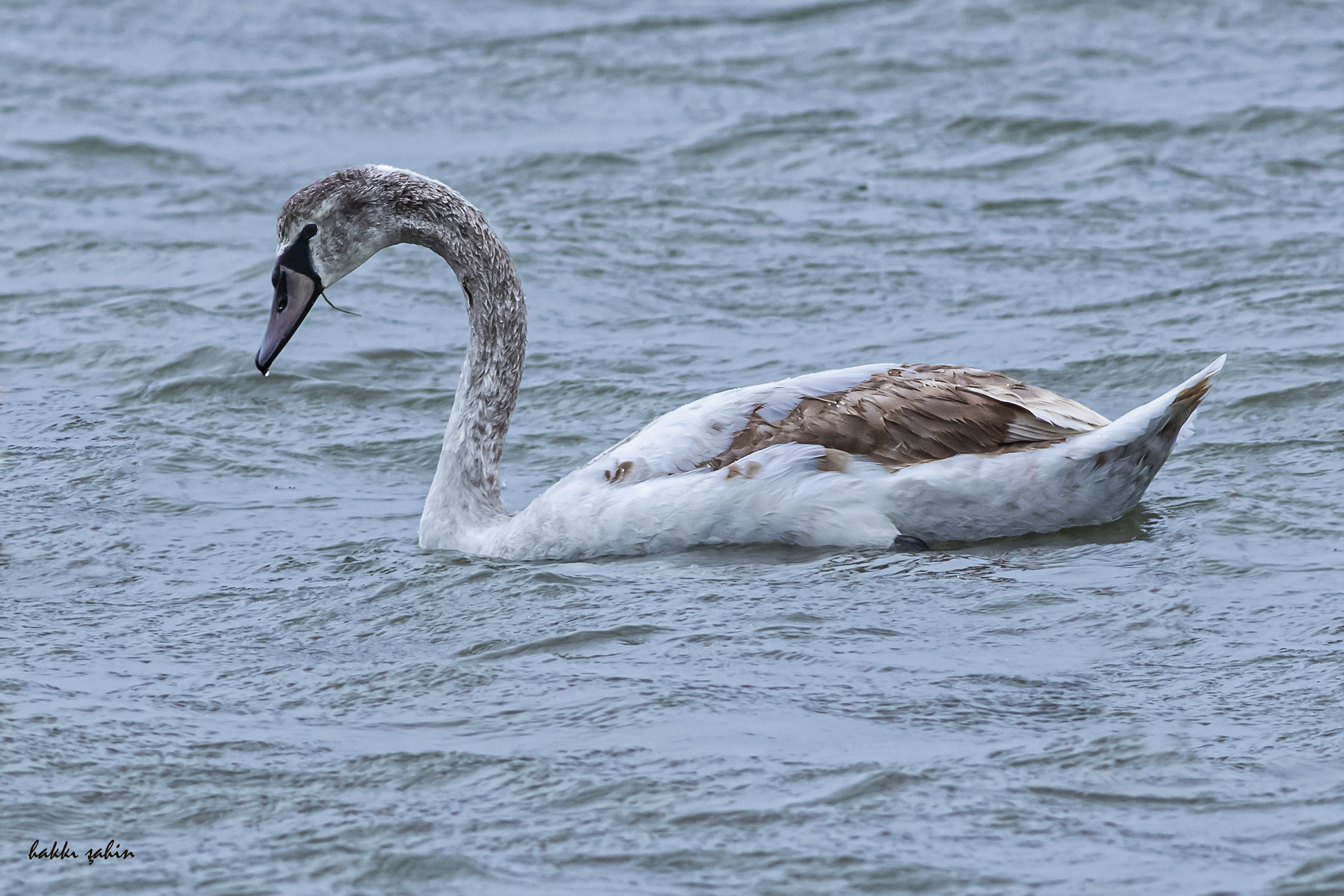 Mute Swan